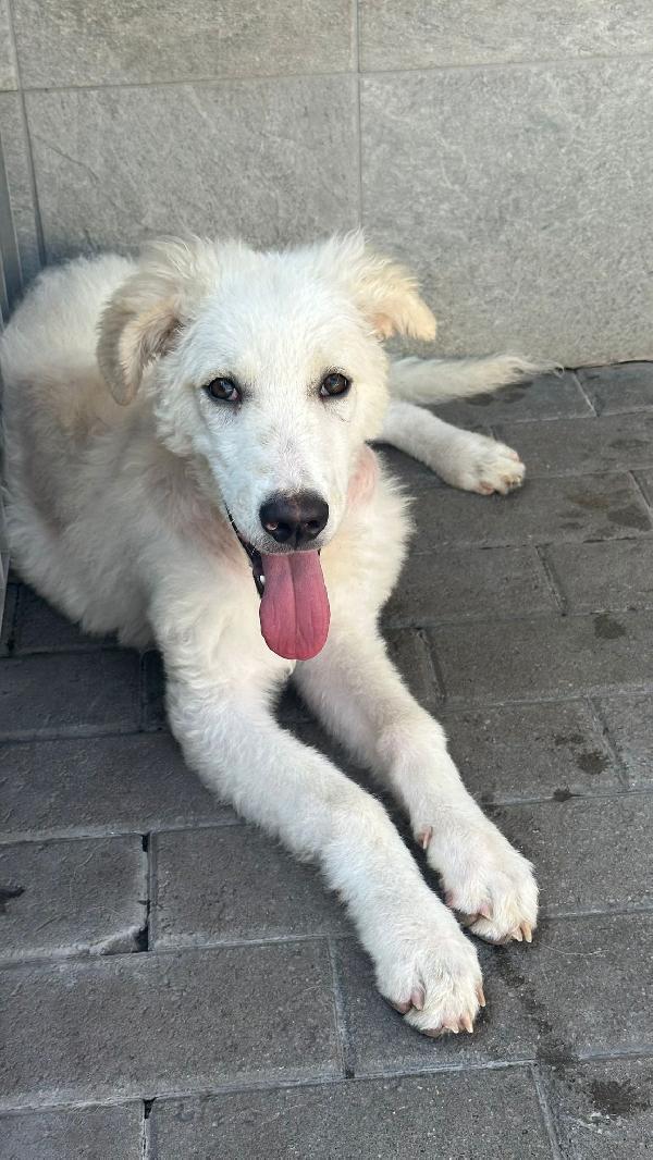 COCO BELLISSIMO CUCCIOLO Foto 4